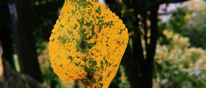 otoño primavera frustracion es parte del proceso